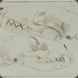 Fuchsschädel, Kaltnadel, 85, 20x15